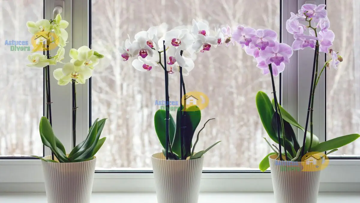 Les Astuces Cl S Pour Entretenir Et Faire Refleurir Une Orchid E