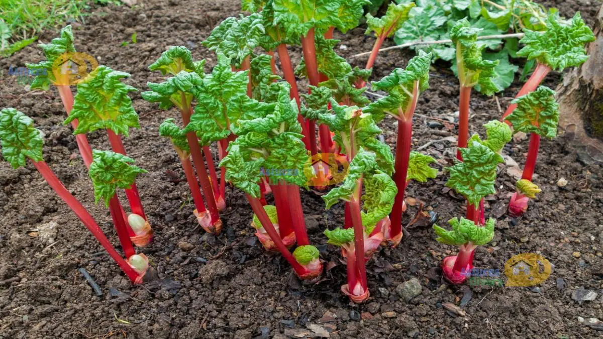 Rhubarbe de la Plantation à la Récolte